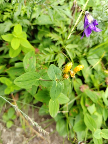 Hypericum montanum
