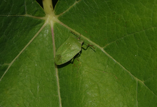 Southern Green Stink Bug