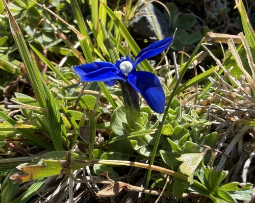 Gentiana brachyphylla, photograph 2
