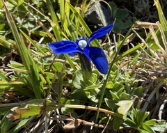 (c) Katrin Simon, some rights reserved (CC BY) Gentiana brachyphylla, photograph (c) Katrin Simon, some rights reserved (CC BY)