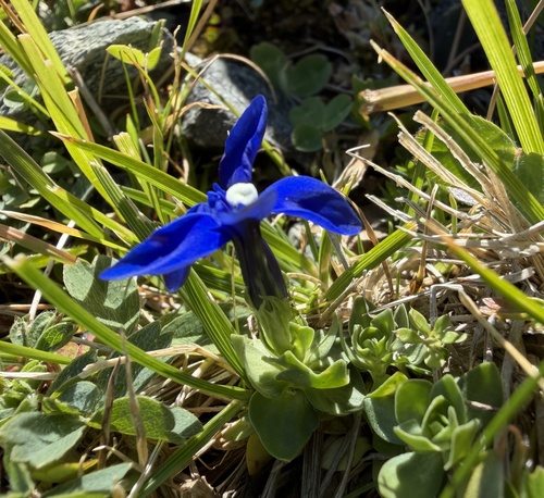 Gentiana brachyphylla, photograph 3