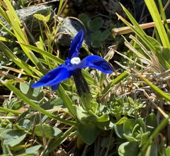 (c) Katrin Simon, some rights reserved (CC BY) Gentiana brachyphylla, photograph (c) Katrin Simon, some rights reserved (CC BY)