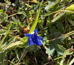 (c) Katrin Simon, some rights reserved (CC BY) Gentiana brachyphylla, photograph (c) Katrin Simon, some rights reserved (CC BY)