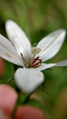 Triodanis perfoliata