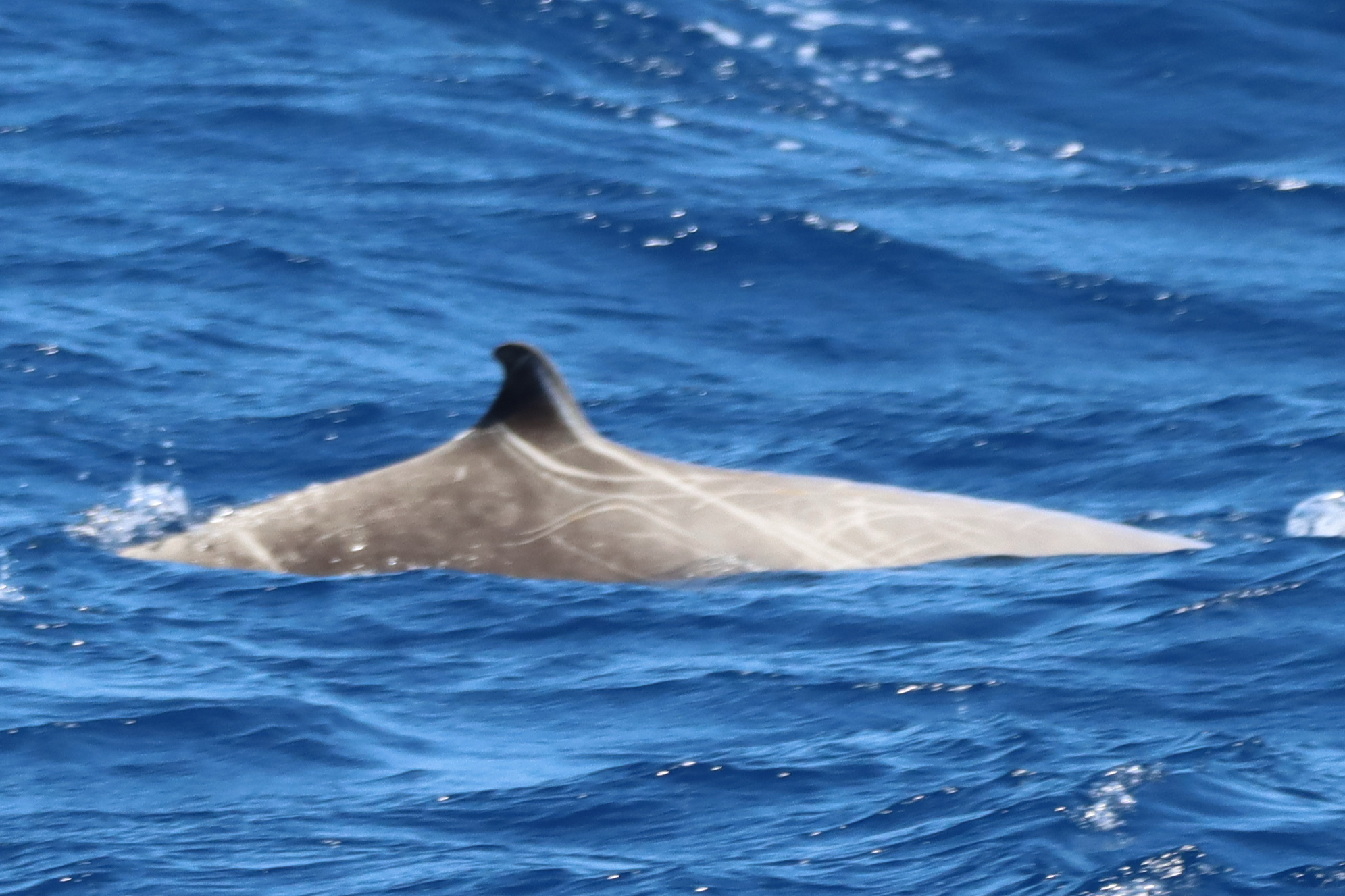 Ziphius cavirostris