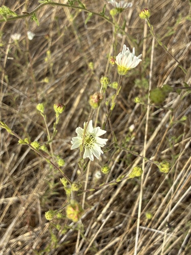 Hemizonia congesta, photograph 5