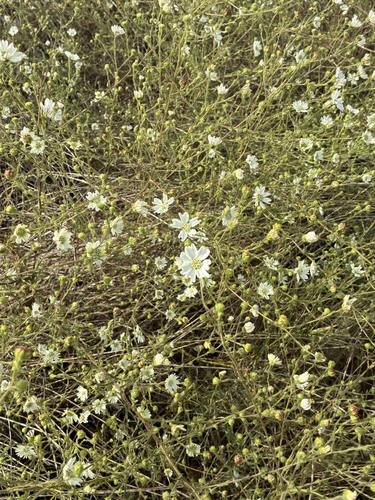 Hemizonia congesta, photograph 6