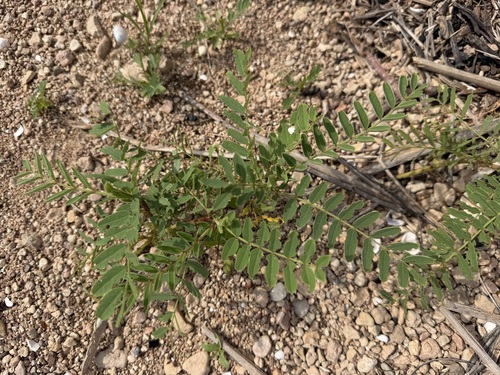 Small-flowered Milkvetch