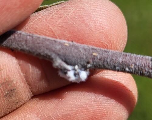Woolly Apple Aphid