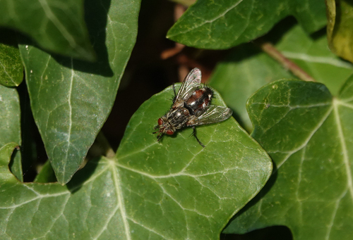 Peleteria iavana
