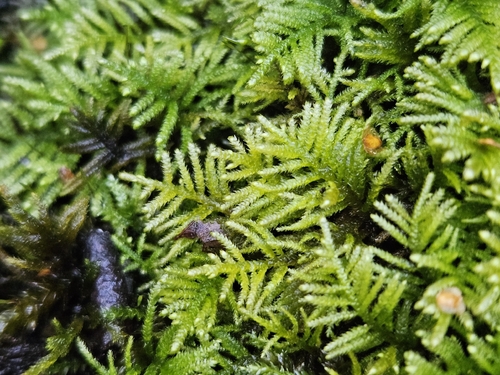 Hyocomium armoricum, 2026-08-24