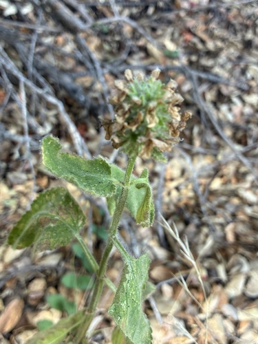 Stachys pycnantha, photograph 3