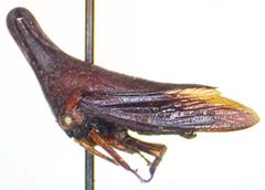 Aconophora marginata