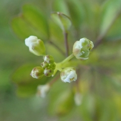 Noccaea perfoliata