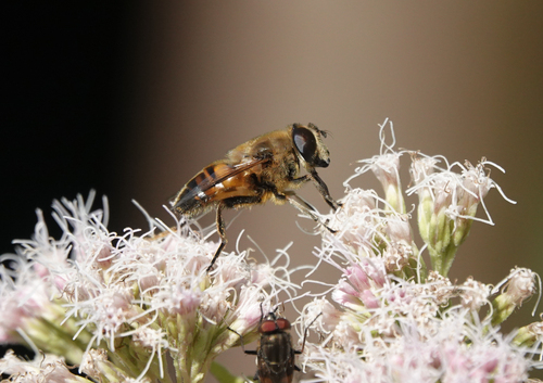 Common Drone Fly