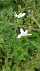 Triodanis perfoliata