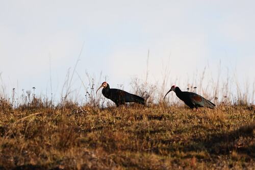 iNaturalist image