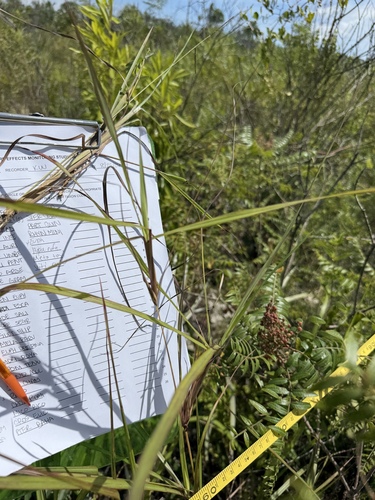 Hyparrhenia rufa observed 2026-08-25