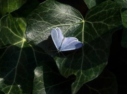 Holly Blue