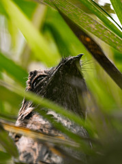 Nyctibius aethereus