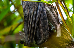 Nyctibius aethereus