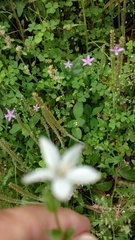Triodanis perfoliata