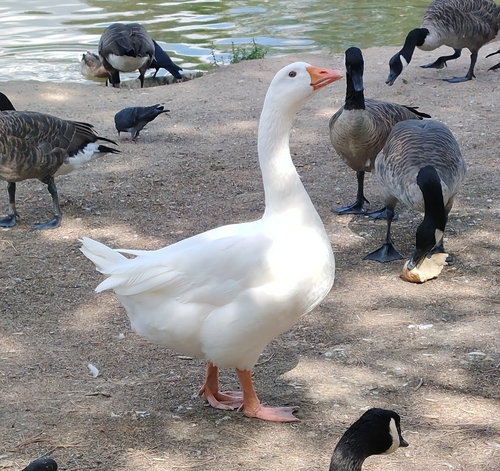 Domestic Greylag Goose