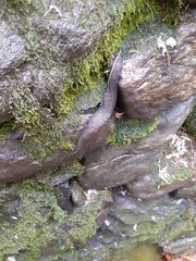 Limax cinereoniger