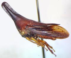 Aconophora laminata