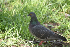Columba livia domestica
