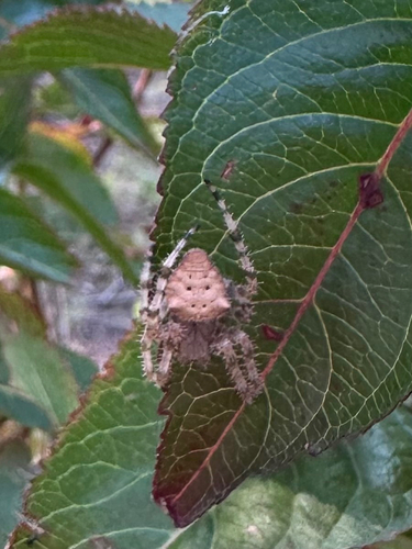 Cat-faced Orbweaver
