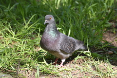 Columba livia domestica