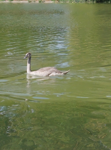 Mute Swan