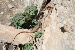 Podarcis muralis