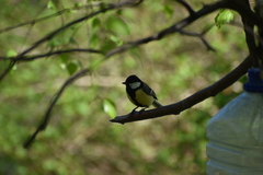 Parus major
