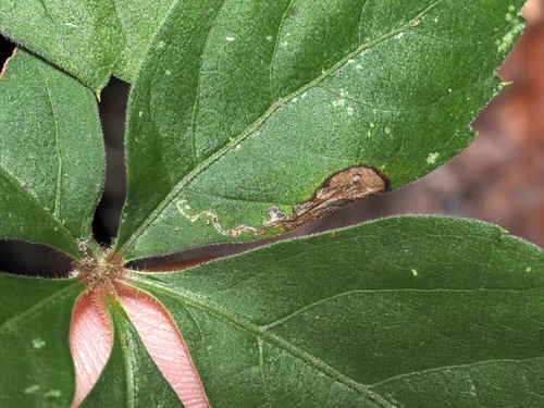 Antispila ampelopsifoliella photo 3