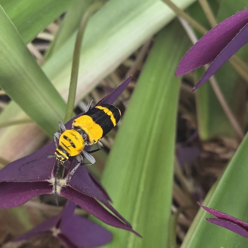 Amorpha Borer