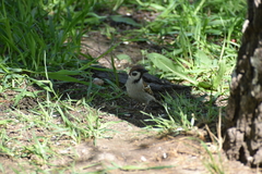 Passer montanus