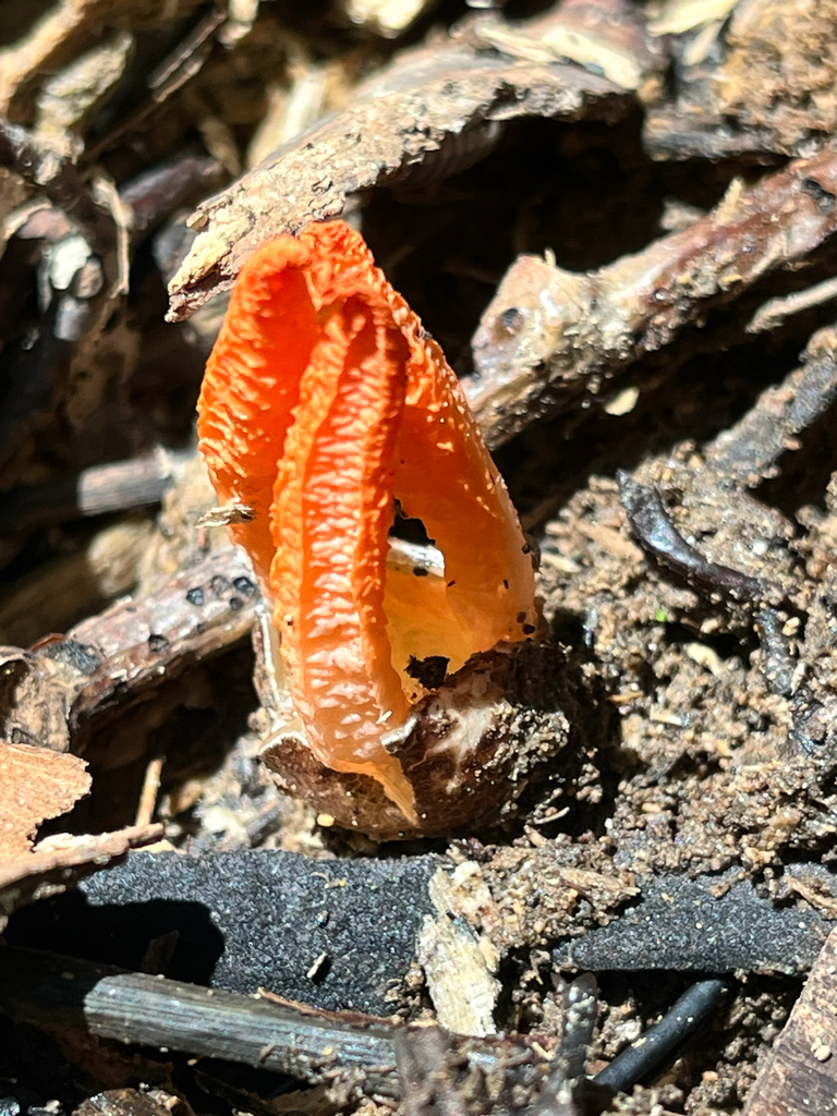 stinky squid · August 2026 · photo: Photo: (c) Joey M, some rights reserved (CC BY) · iNaturalist
