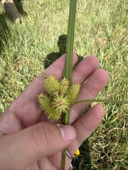 Carex hystericina, photograph author not stated, no rights reserved
