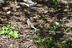 Passer montanus