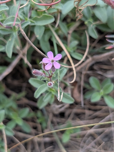 Saponaria ocymoides