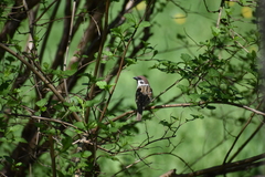 Passer montanus