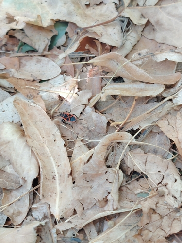 European Firebug