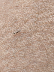 Pseudomyrmex cubaensis