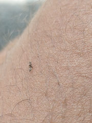Pseudomyrmex cubaensis