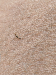 Pseudomyrmex cubaensis