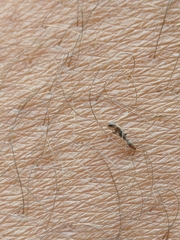 Pseudomyrmex cubaensis