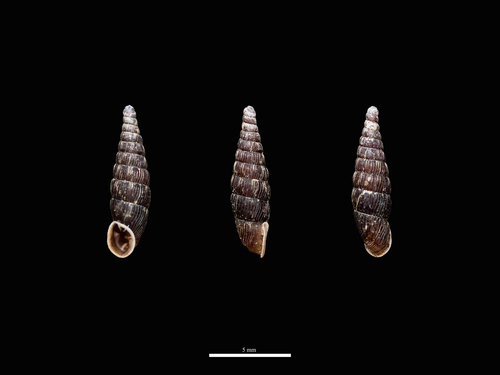 Clausilia cruciata observed 2026-08-25