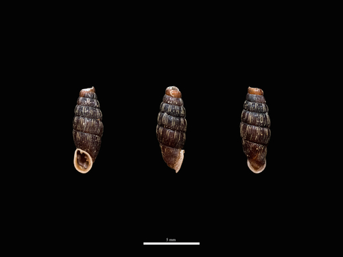 Clausilia cruciata observed 2026-08-25